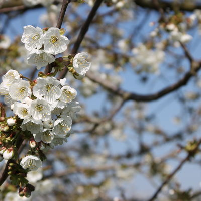 Bild vergrößern: Kirschblüte in Affalterbach