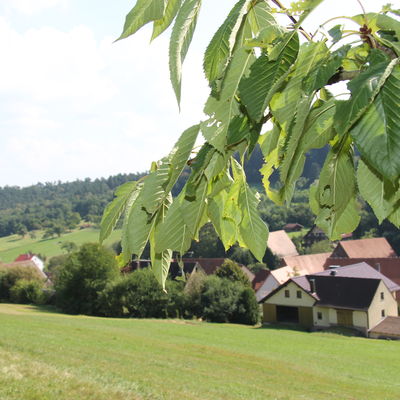 Bild vergr&ouml;&szlig;ern: Pommer