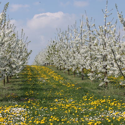 Bild vergrößern: Kirschblüte bei Stöckach