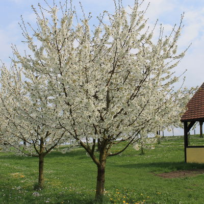 Bild vergrößern: Kirschblüte Unterlindelbach