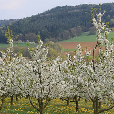 Bild vergrößern: Kirschblüte zwischen Dachstadt und Igensdorf
