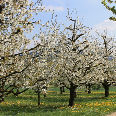 Bild vergrößern: Kirschblüte Stöckach