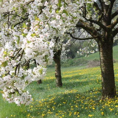 Bild vergrößern: Kirschenblüte Zweige
