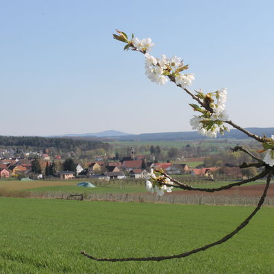 Bild vergrößern: Blick auf Igensdorf mit blhendem Kirschzweig im Vordergrund