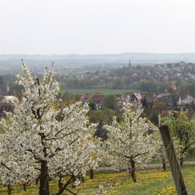 Bild vergrößern: Blick vom Eberhardsberg auf Igensdorf und Stckach mit blhenden Kirschenbumen im Vordergrund