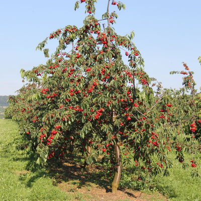 Bild vergrößern: Kirschenbaum mit Frchten bei Stckach