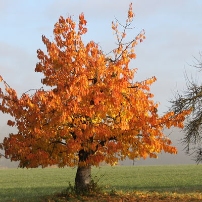 Bild vergrößern: Kirschbaum im Herbstlaub bei Affalterbach
