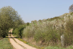 Feldweg mit Heckensaum